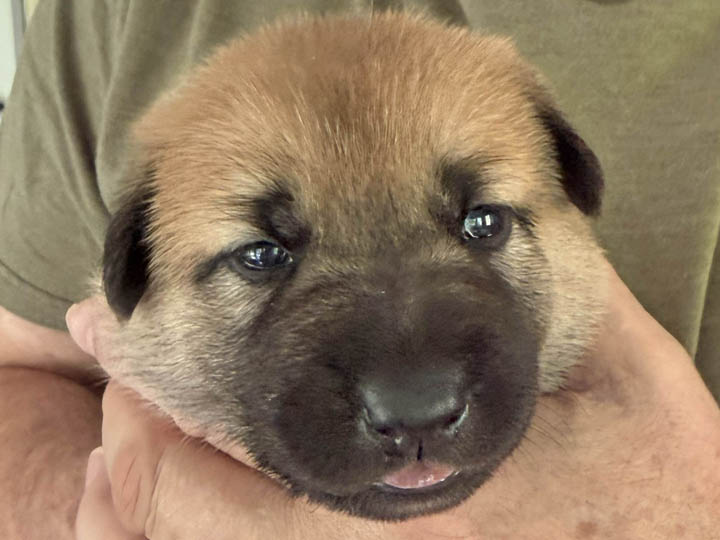 chinook puppy